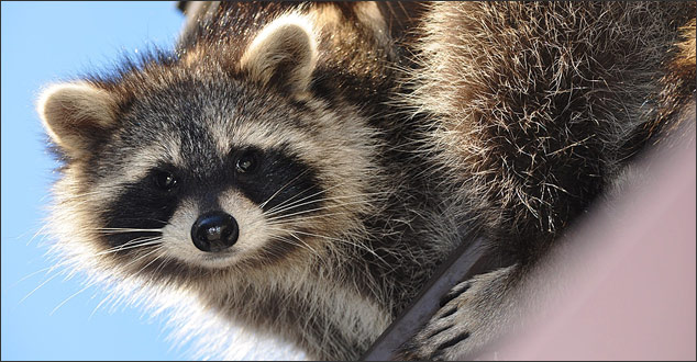 Roof enemies - raccoon