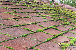 Moss growing on roof