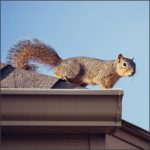 Squirrel on roof