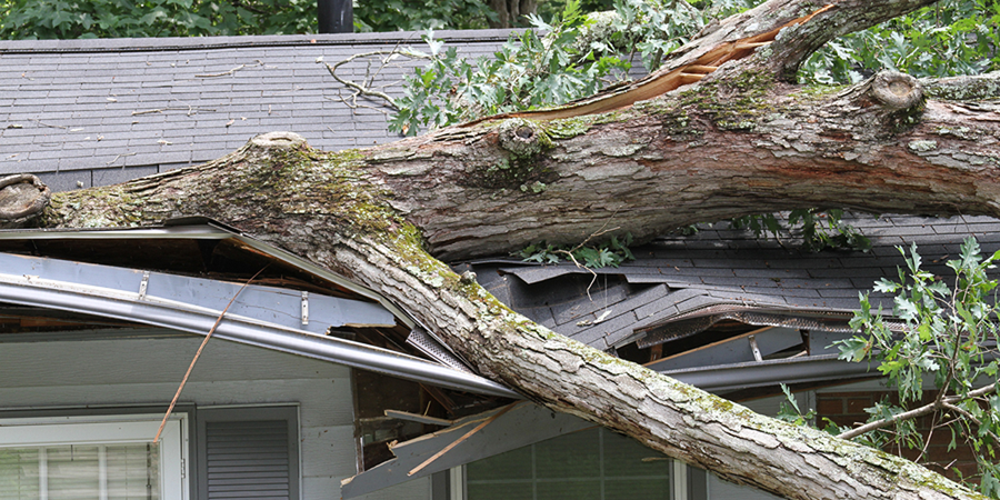 What to Do If a Tree Falls on Your Roof